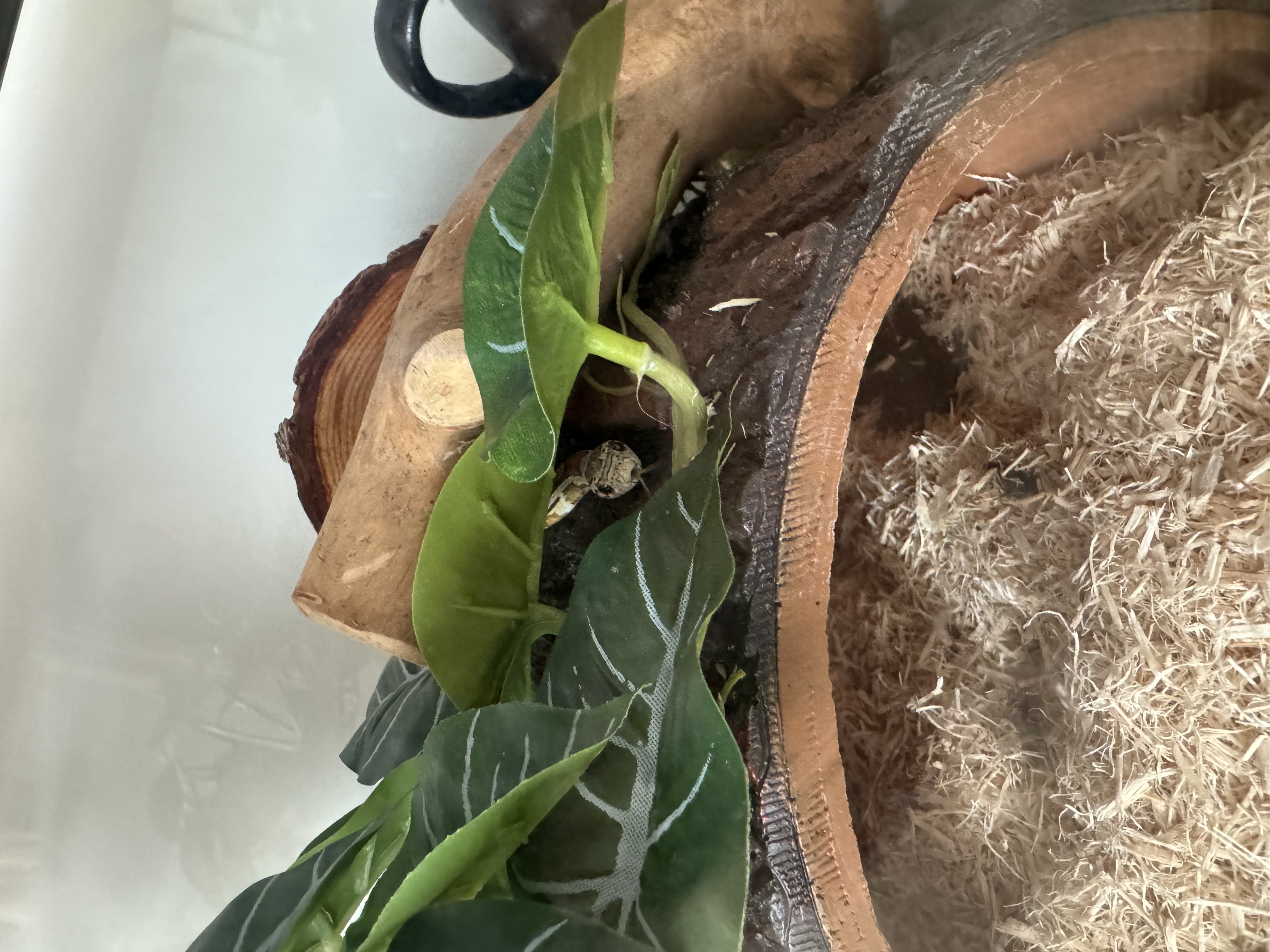 animal care statesville nc