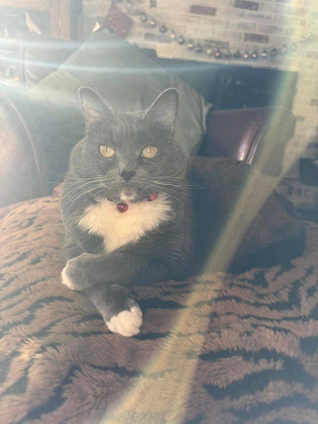 cat care statesville nc