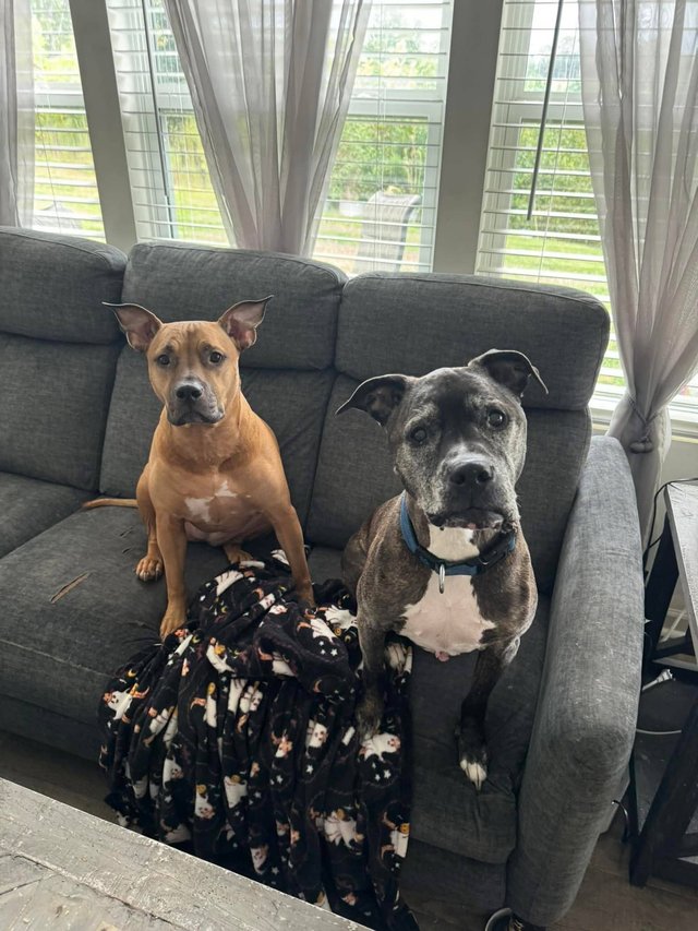 drop in visits statesville nc