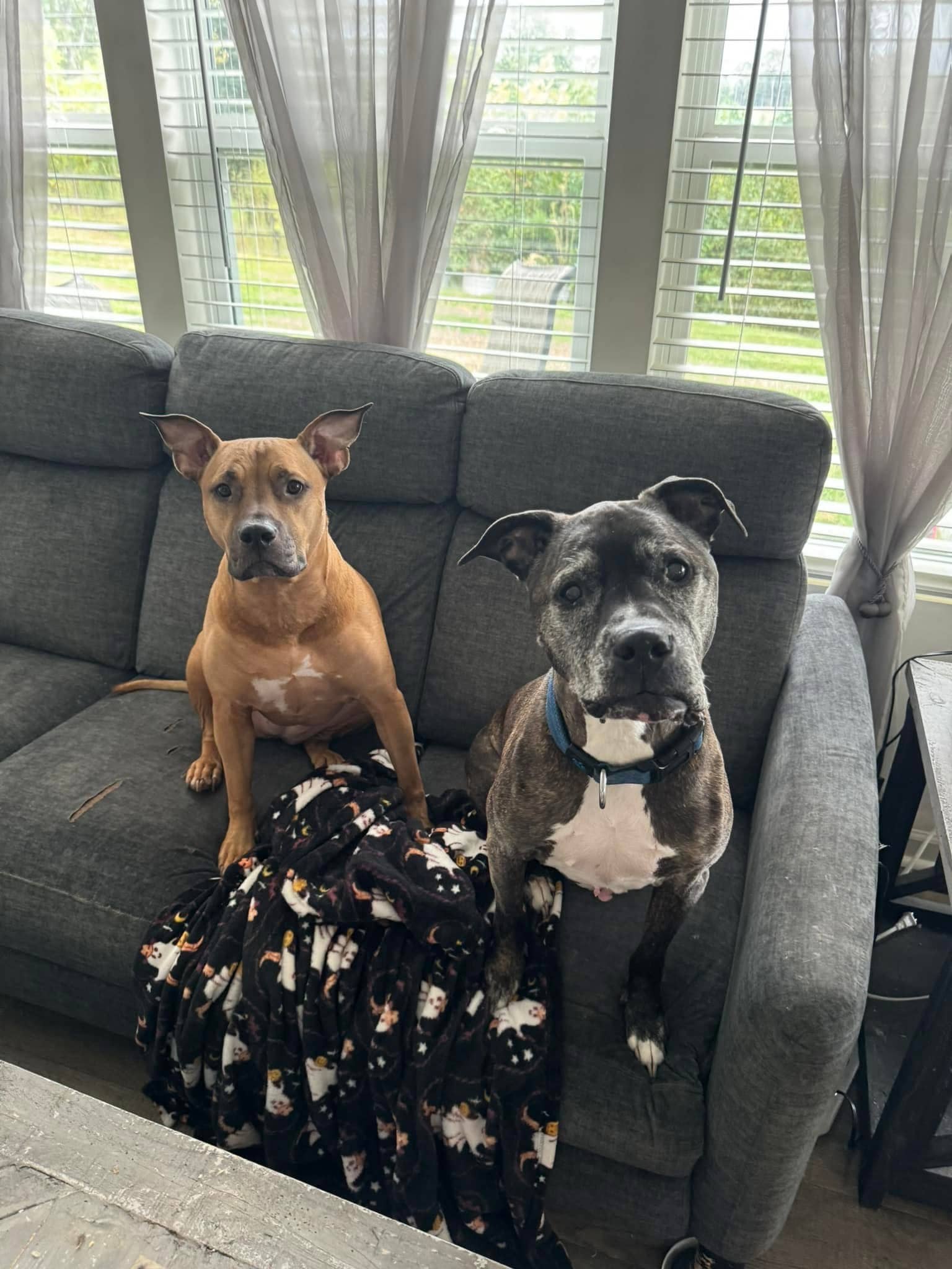 drop in visits statesville nc