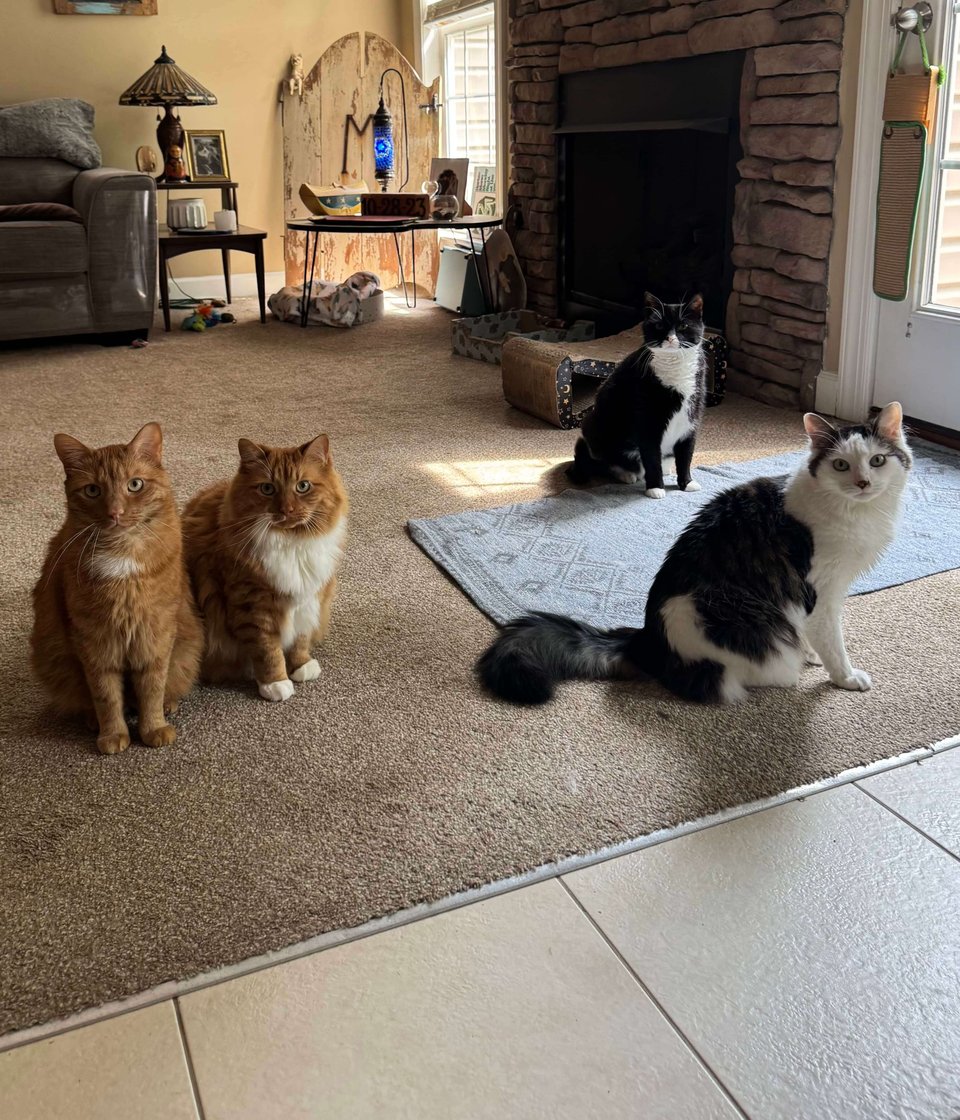 cat sitting statesville nc