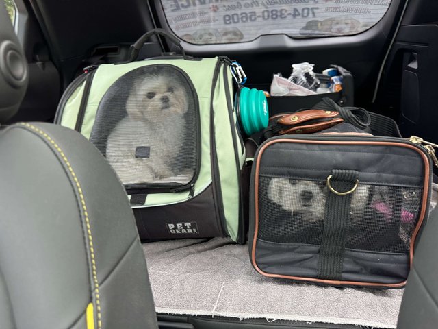 dog groomer statesville nc