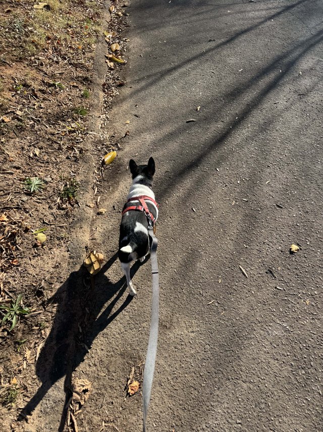 dog walker statesville nc