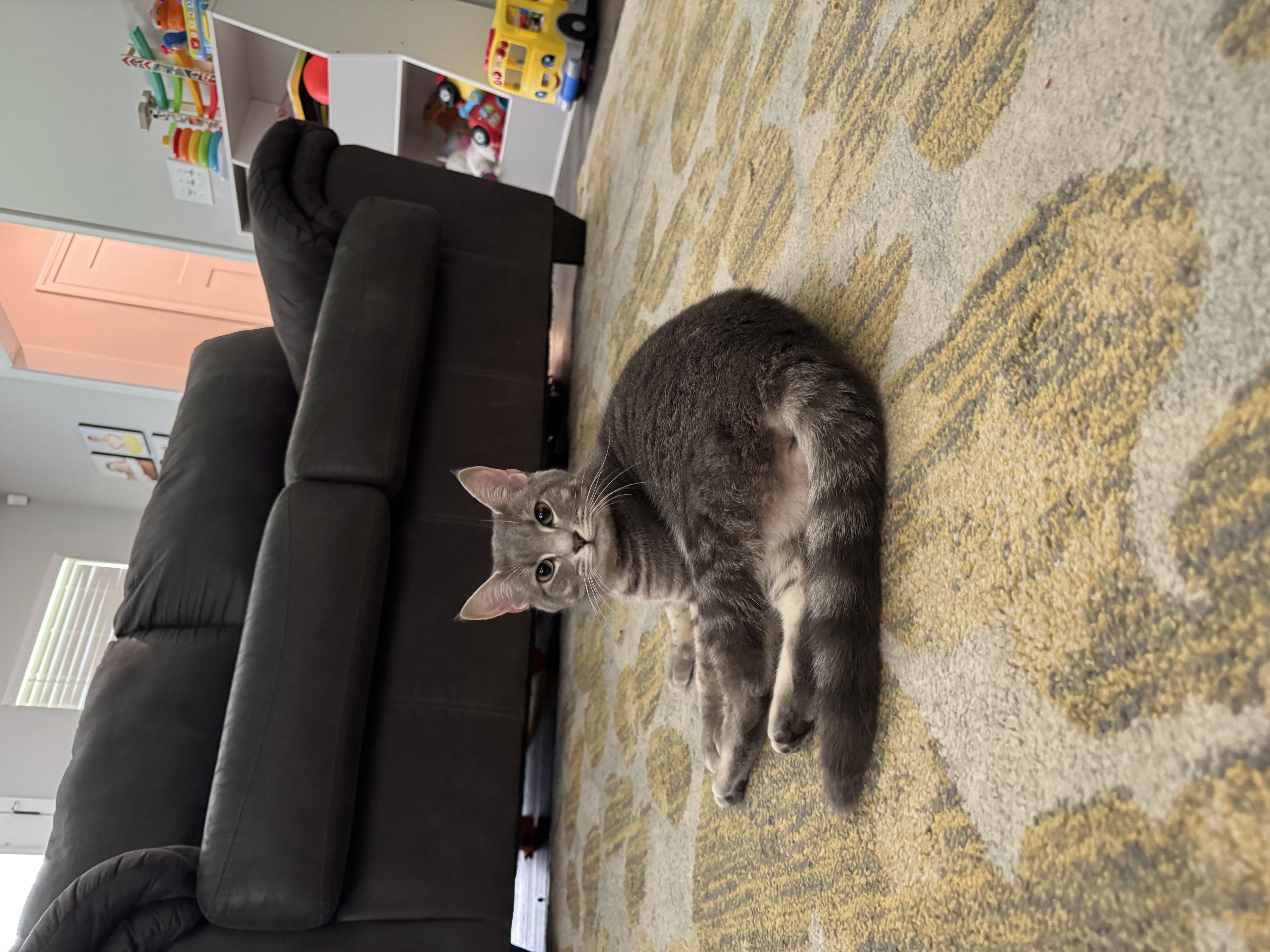 pet care reviews statesville nc