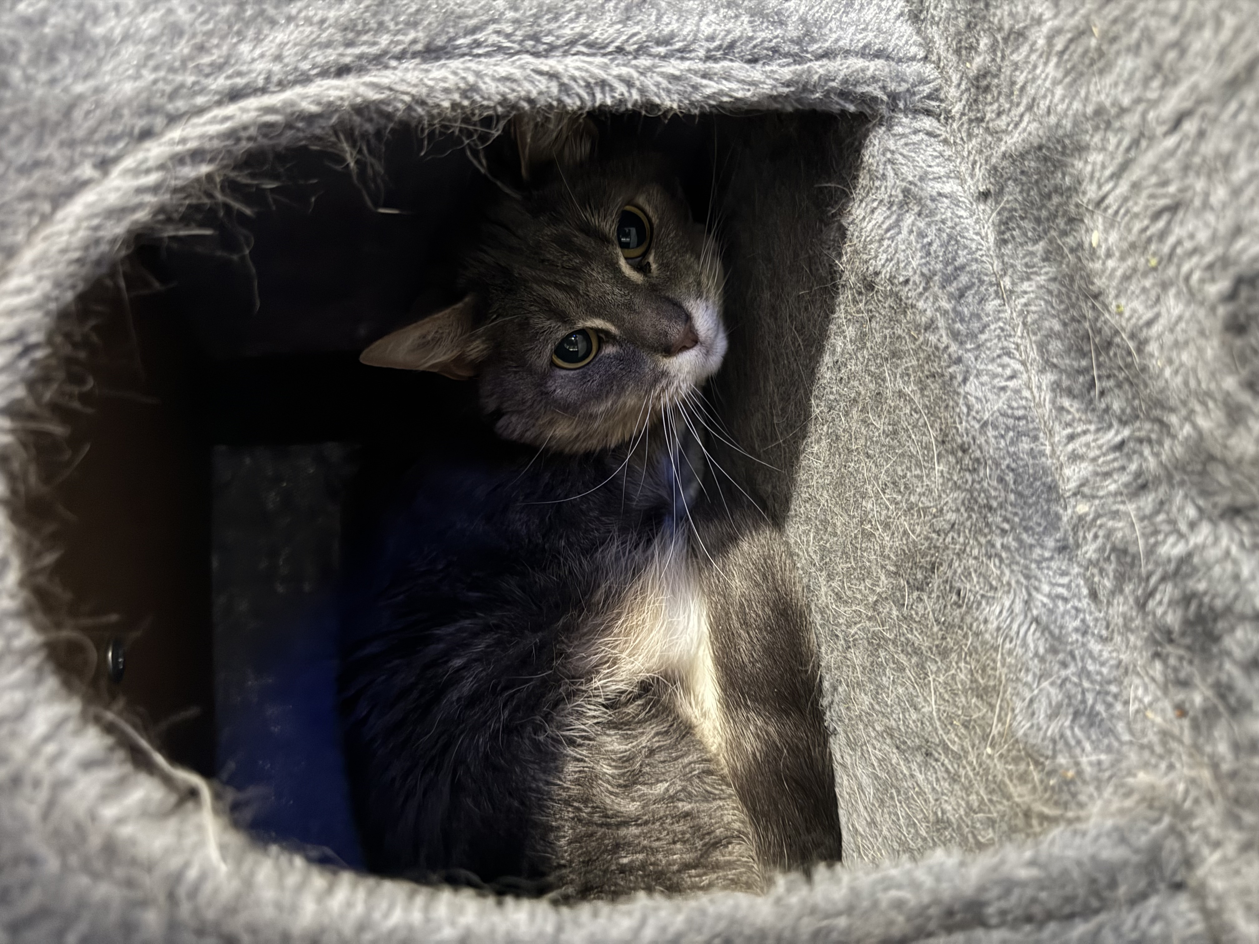 pet care reviews statesville nc