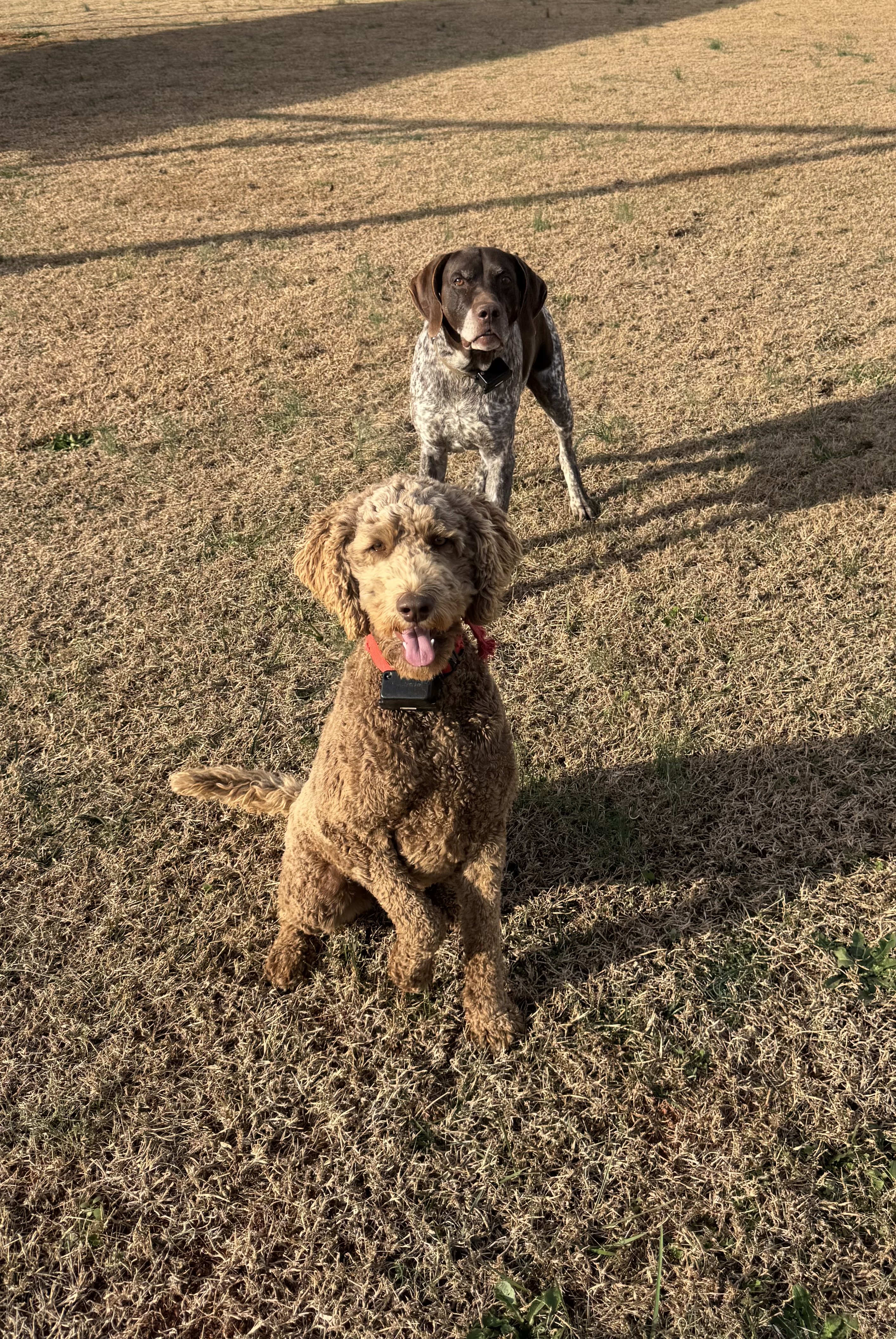 pet care reviews statesville nc