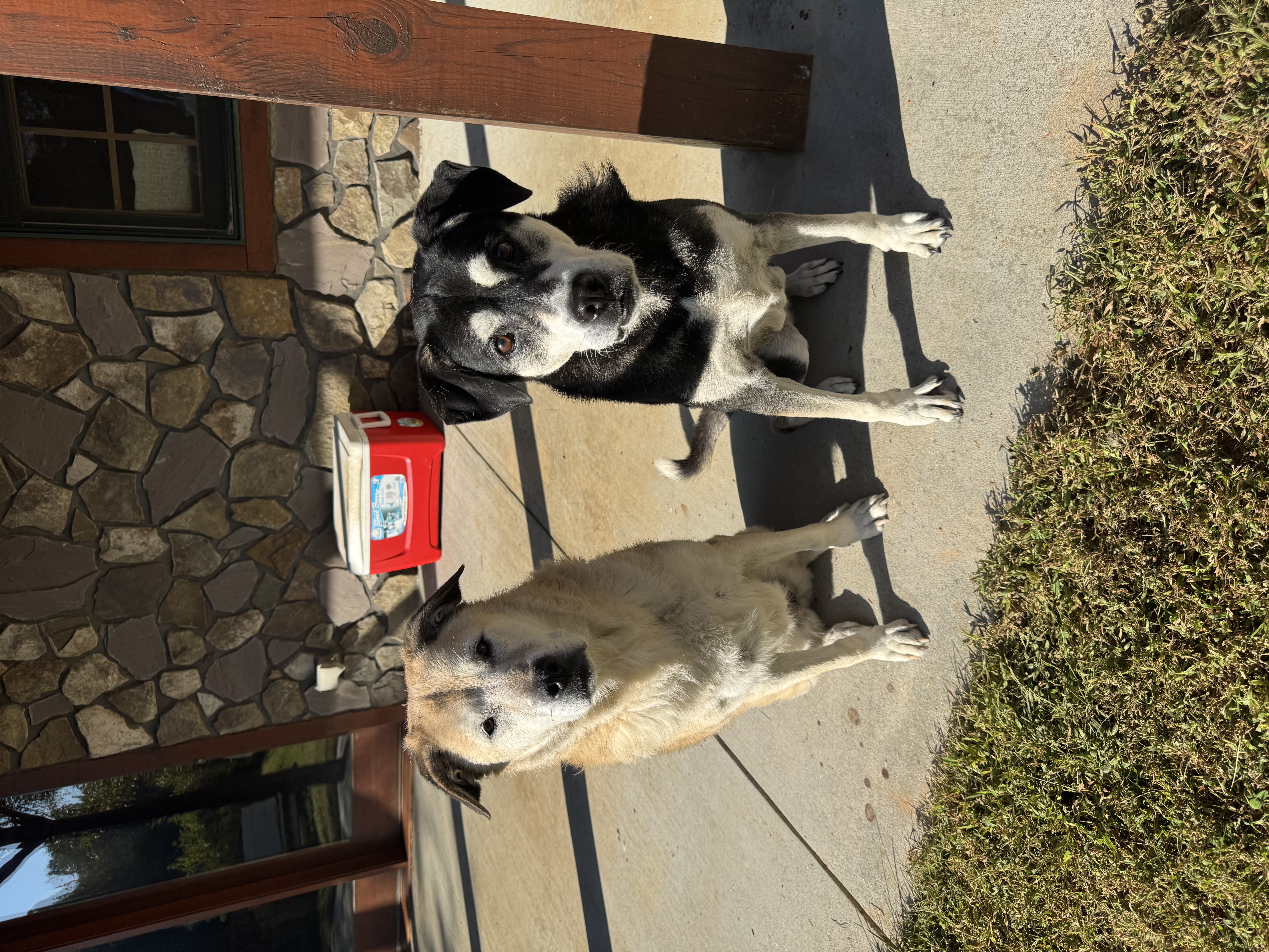 pet care reviews statesville nc