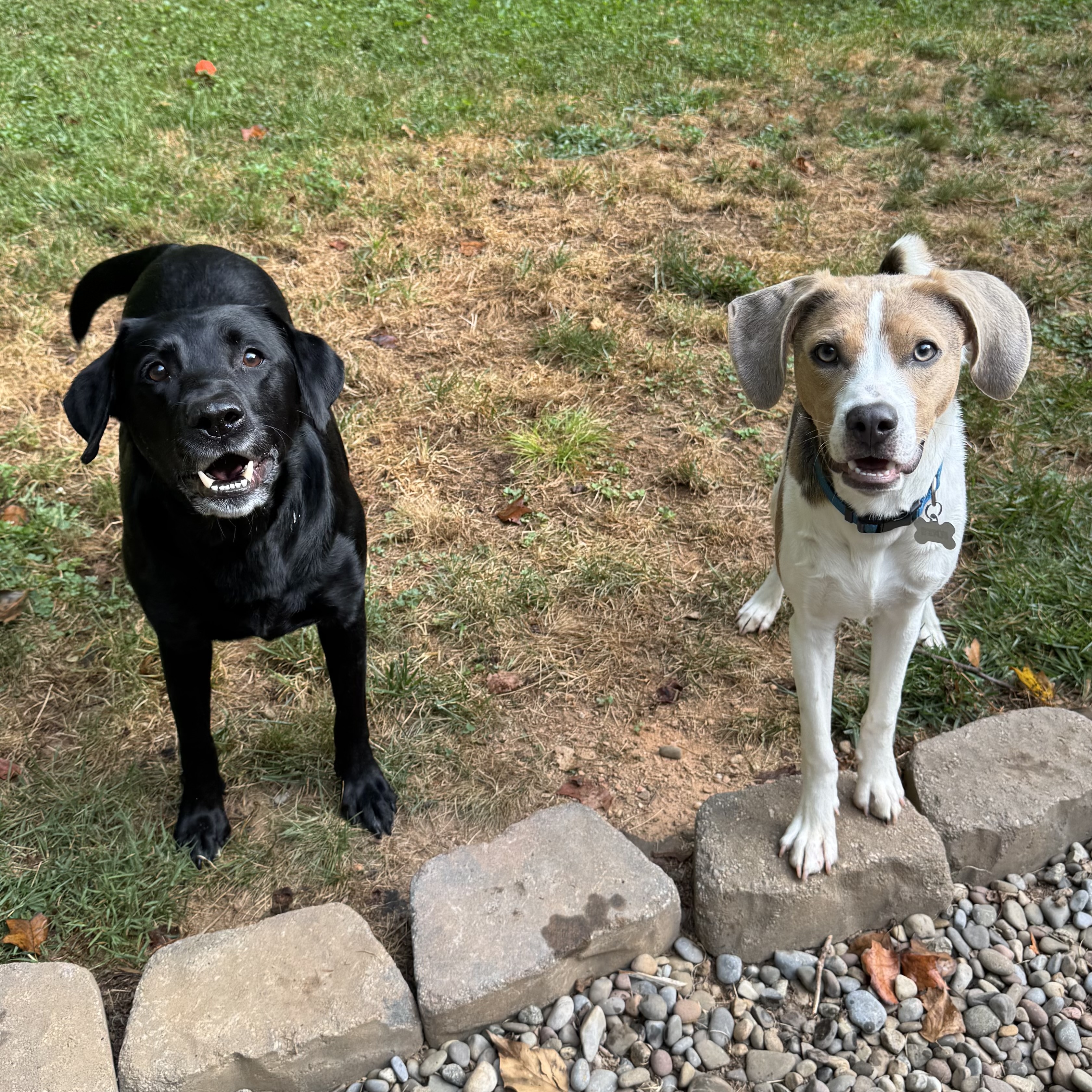 pet care reviews statesville nc