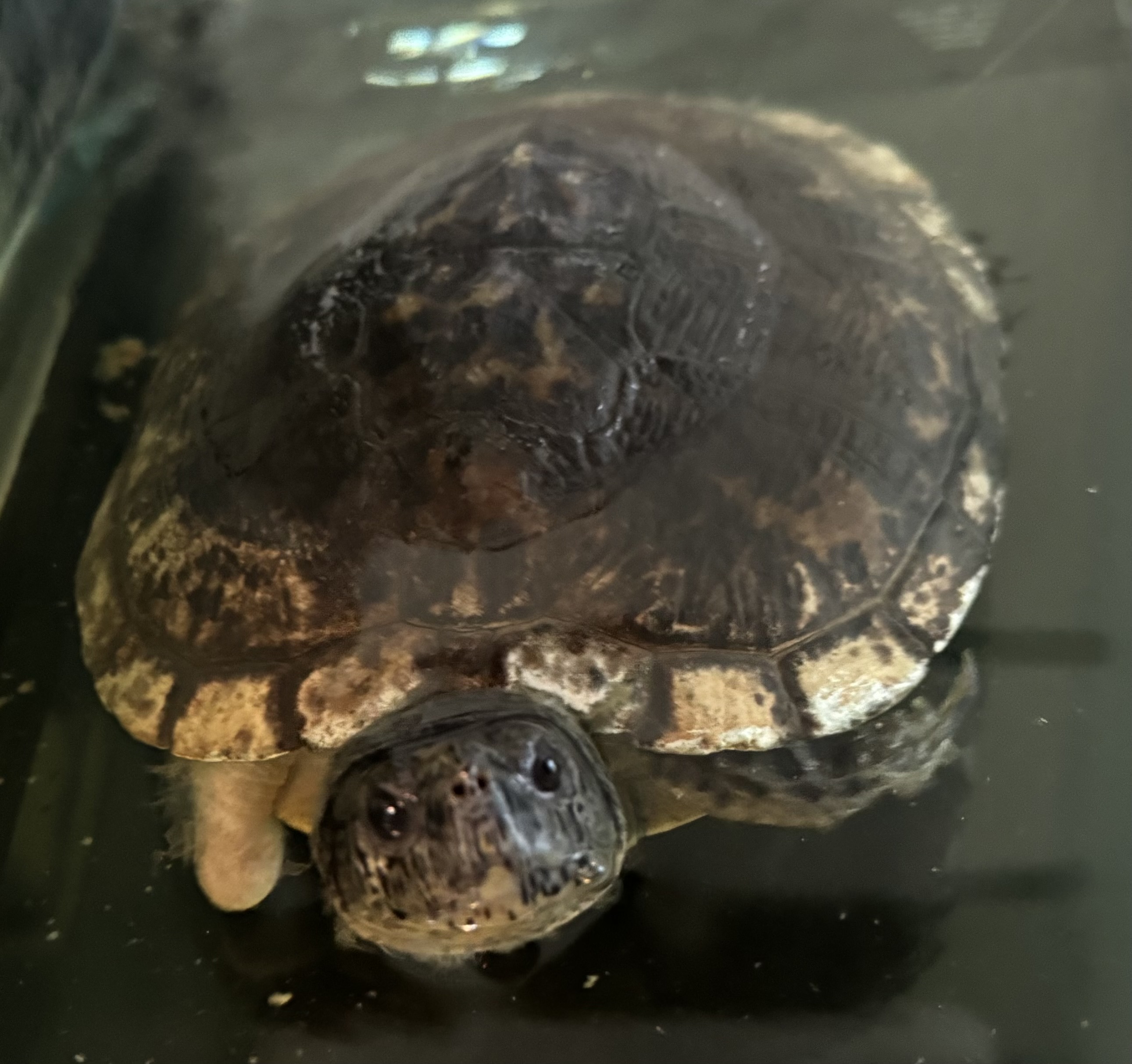 pet care reviews statesville nc