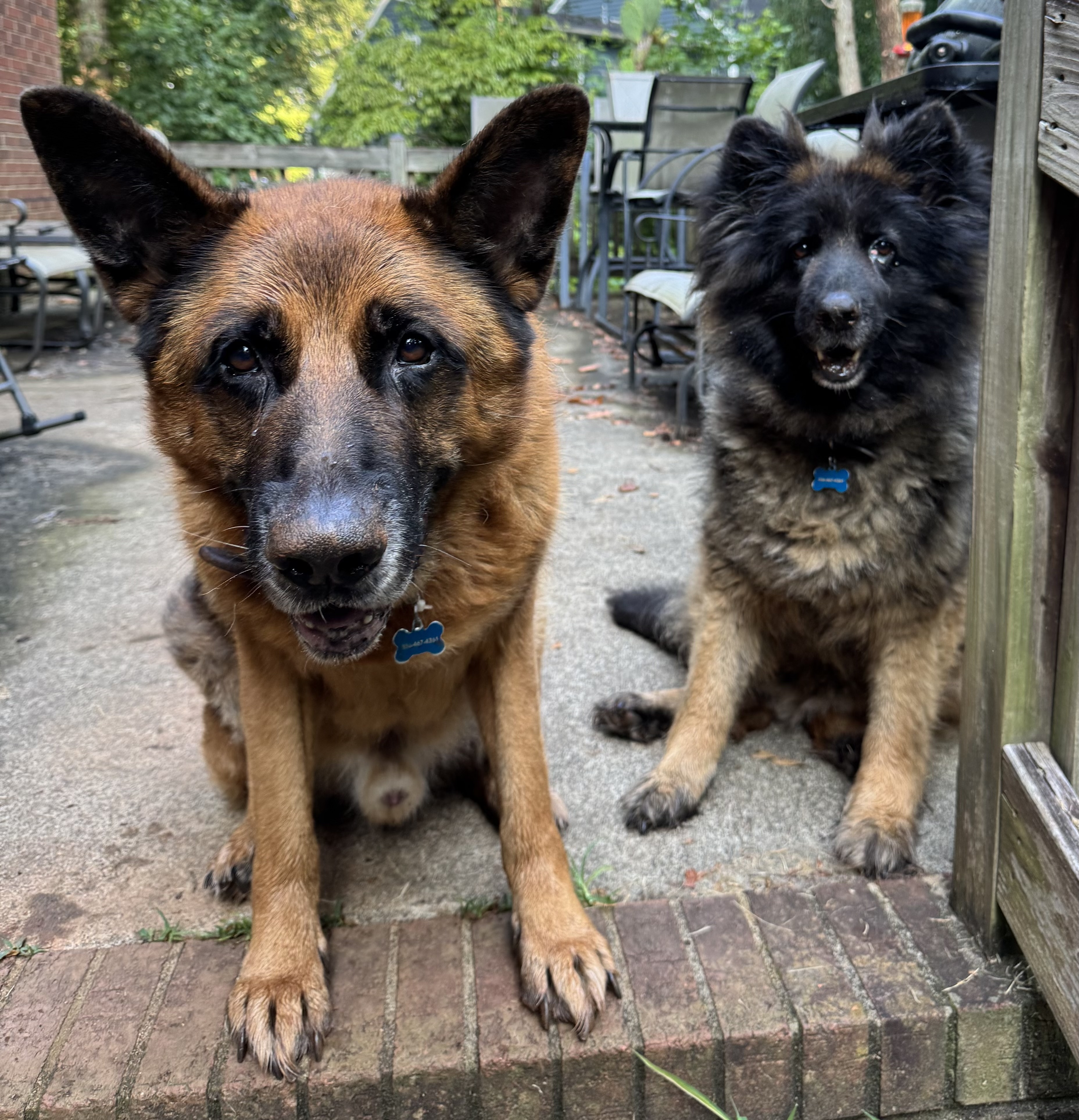 pet care reviews statesville nc