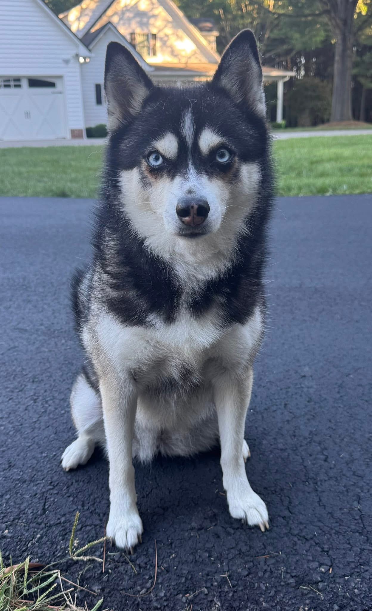 pet care reviews statesville nc