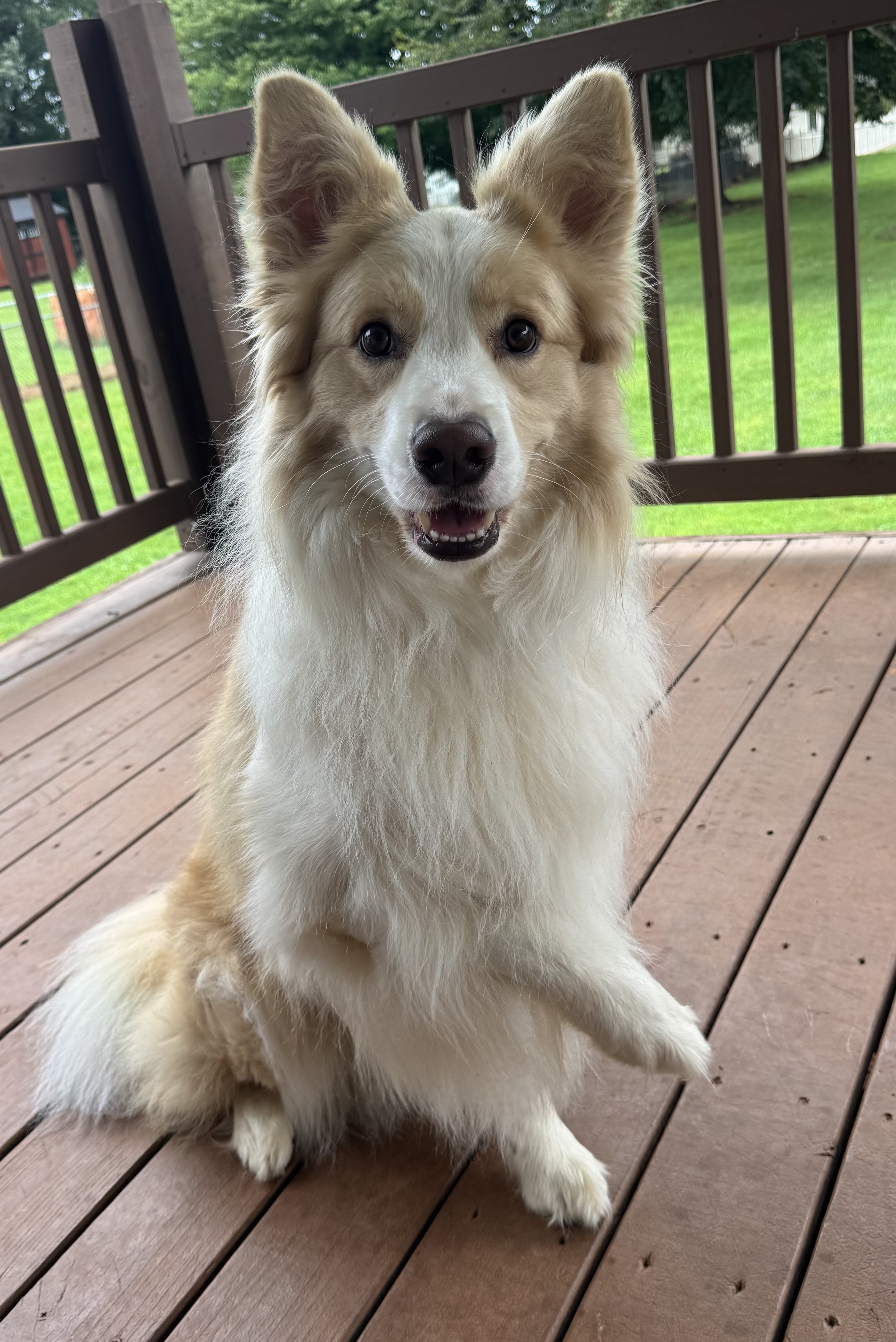 pet care reviews statesville nc