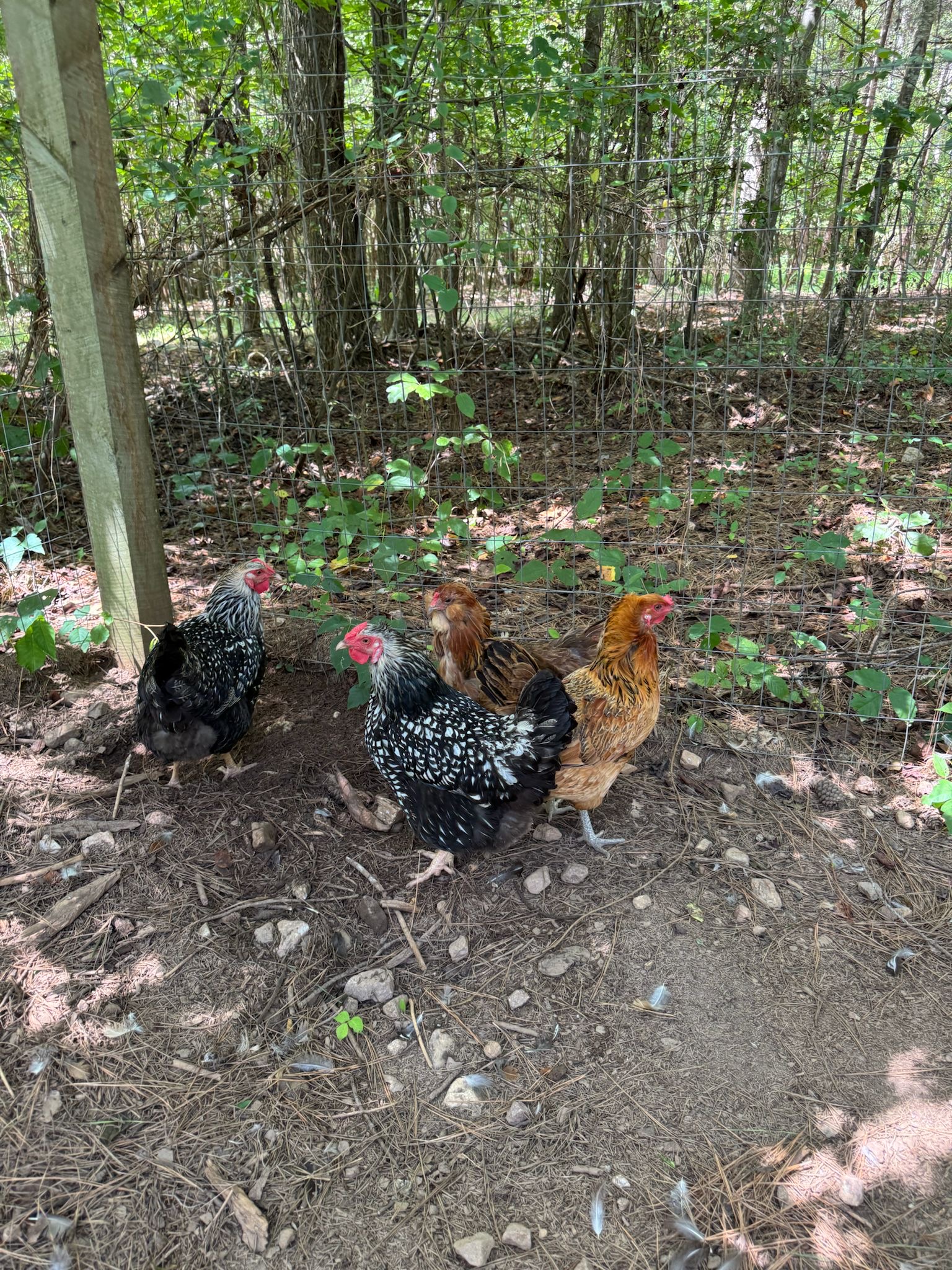 pet care reviews statesville nc